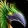 Elusive Emerald Hawkstrider Icon