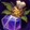 Alluring Nostrum Icon