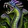 Hall of Fame: Ula'tek Icon