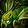 Ravenous Swarm Icon