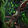 Longhorned Bleakhoof Talbuk Icon