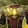 Ensemble: Heritage of the Lightforged - Holy Gold Icon