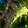 Maze-roa, Warlord's Fury Icon