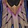 Reshii Wraps Icon