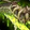 Venomous Gladiator's Warglaive Icon