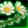 Crown of Sunny Springflowers Icon