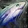 50-Lb Midnight Salmon Icon