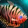 Regal Dottyback Icon