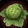 Green Cabbage Icon