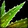 Spore Spines Icon