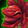 Living Rose Icon