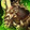 Reins of the Bonesteed of Plague Icon