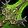 Arsenal: Arms of the Felforged Knight Icon