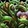 Vigorous Creepers Icon