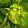 Dreadlord's Guile Icon