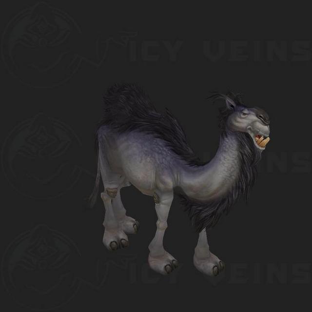 Pygmy Camel