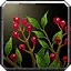 Witchberries Icon