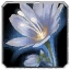 Tranquility Bloom Icon